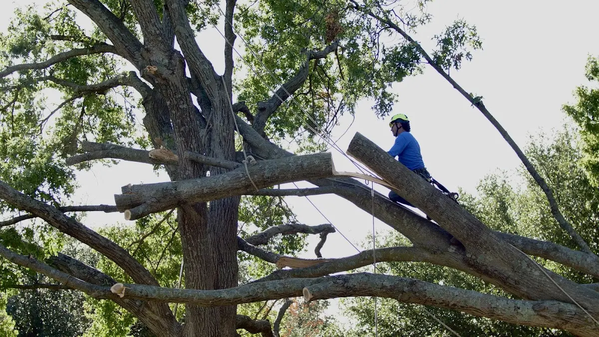 Professional Hazardous Tree Removal performed by certified arborists in Haywood