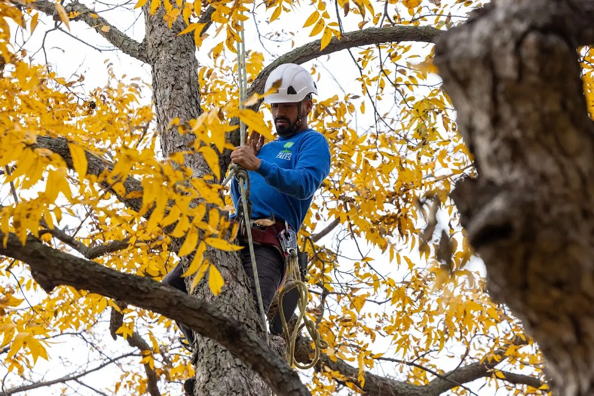 Skilled Tree Transplanting crew working in Haywood