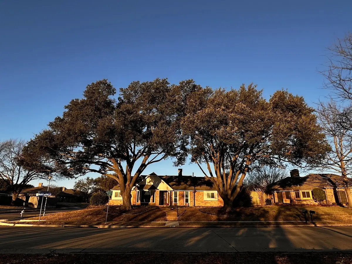 Established residential canopy tree shading a home in Haywood